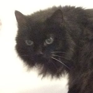 Meet your Posher, Gretel